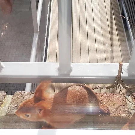 Auf Der Duene Appartement *